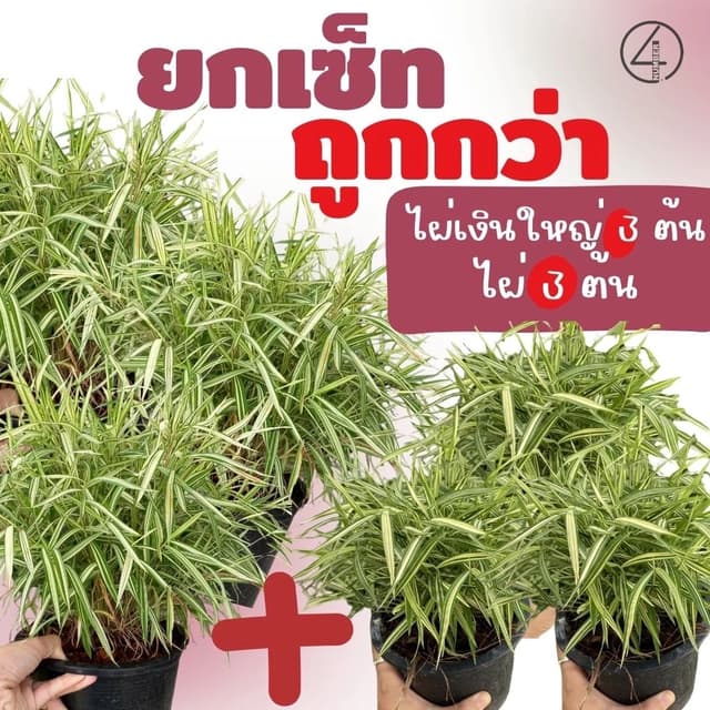 ยกเซ็ท set ถูกกว่า ต้นไผ่เงินใหญ่ 3 ต้น  + ต้นไผ่เงิน 3 ต้น