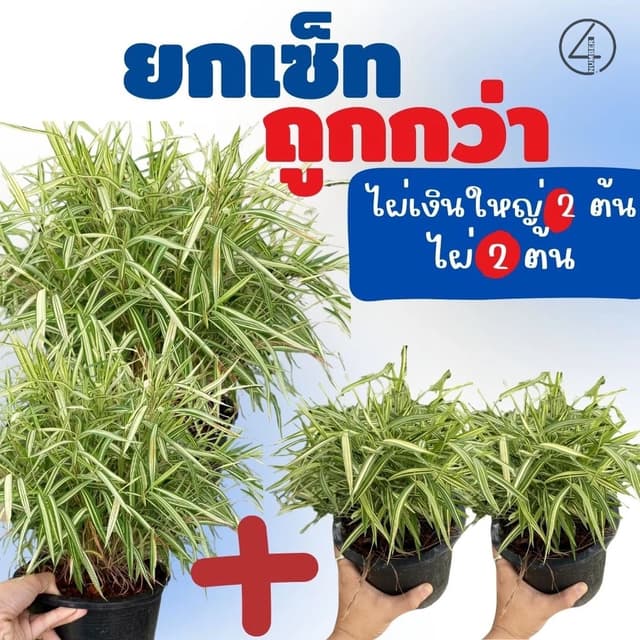 ยกเซ็ท set ถูกกว่า ต้นไผ่เงินใหญ่ 2 ต้น  + ต้นไผ่เงิน 2 ต้น