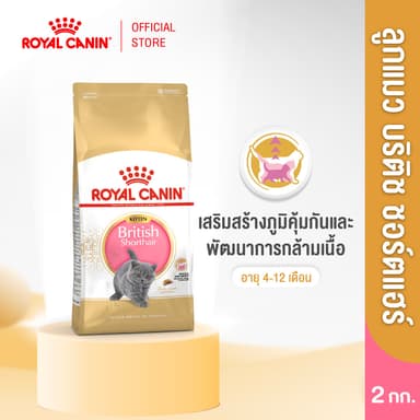 Royal Canin Kitten British Shorthair 2kg อาหารเม็ดลูกแมวพันธุ์บริติช ชอร์ทแฮร์ อายุ4-12เดือน (Dry Cat Food, โรยัล คานิน)
