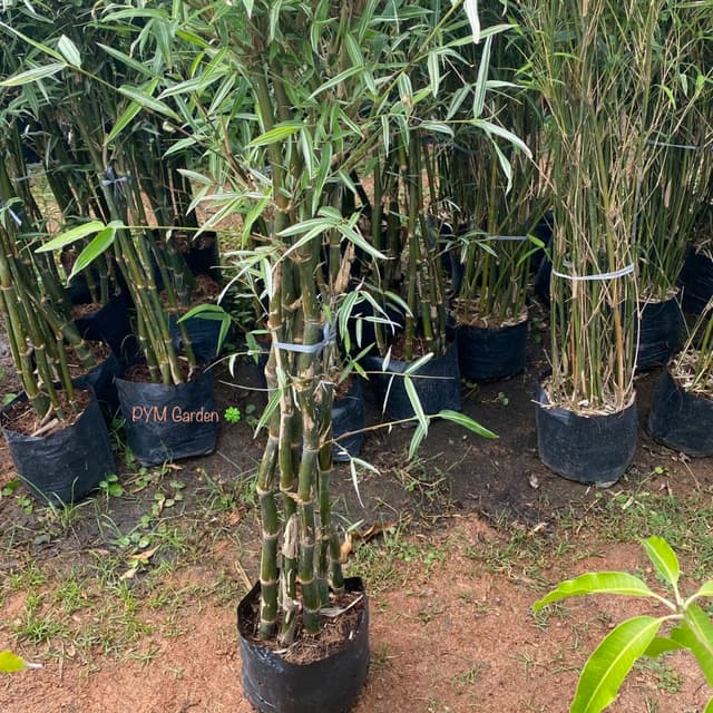 ไผ่เงิน ต้นไผ่เงิน Bamboo Plants สูง1เมตร ขนาดจริงตามรูป ไม้