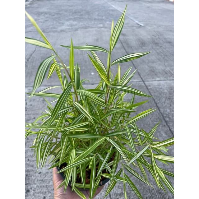 ต้นไผ่เงิน กระถาง6นิ้ว หญ้าแมว ไผ่แมว อาหารแมว สดๆ อ่อนๆ