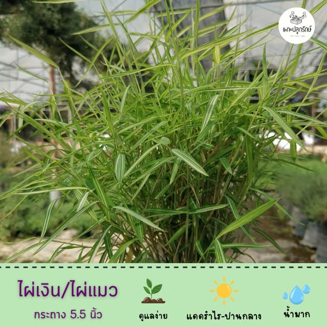 ต้นไผ่เงิน ไผ่แมว #ต้นไม้สำหรับน้องแมว