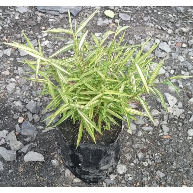 ต้นไผ่เงิน ต้นไผ่แมว ต้นหญ้าแมว ถุงดำ 6 นิ้ว