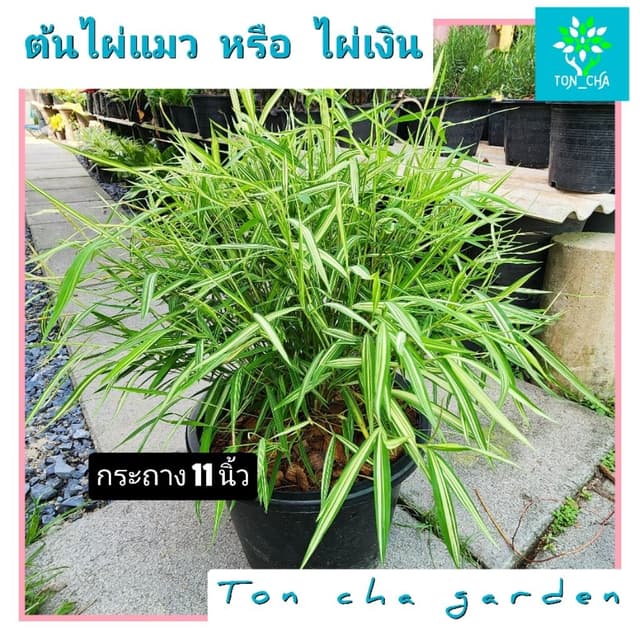 ต้นไผ่แมว ต้นไผ่เงิน  สมุนไพรแมว ของโปรดน้องแมว